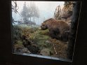 Naturhistorisches Museum  (29)